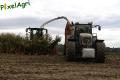 Ensilage de maïs (Schoonbroodt)