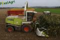 Ensilage de maïs 2013 (Ruwet)