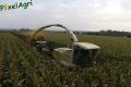 Ensilage de maïs 2013 (Ruwet)