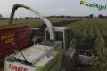 Ensilage de maïs 2013 (Ruwet)