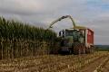 Ensilage de maïs (Ruwet)