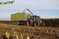 Ensilage de maïs 2013 (Lacroix)
