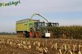 Ensilage de maïs 2013 (Lacroix)