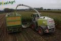 Ensilage de maïs (Lacroix)