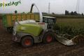 Ensilage de maïs (Lacroix)