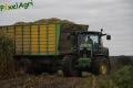 Ensilage de maïs (Evrard)