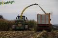 Ensilage de maïs (Evrard)