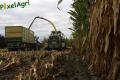 Ensilage de maïs (Evrard)