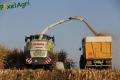 Ensilage de maïs (Etienne)