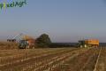Ensilage de maïs (Etienne)