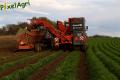 Arrachage de carottes (Cerfontaine)