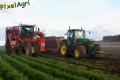 Arrachage de carottes (Cerfontaine)