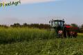 Semis de froment sous couvert