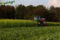 Semis de froment sous couvert