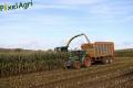 Ensilage de maïs (Evrard)
