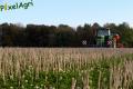 Semis de froment sous couvert