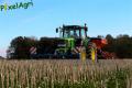 Semis de froment sous couvert