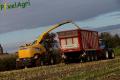 Ensilage de maïs (Herens)