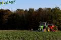Semis de froment sous couvert