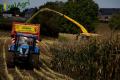 Ensilage de maïs (Herens)