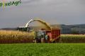 Ensilage de maïs (Ruwet)