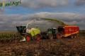 Ensilage de maïs (Ruwet)