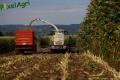 Ensilage de maïs (Ruwet)