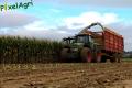 Ensilage de maïs (Ruwet)