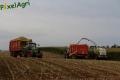 Ensilage de maïs (Ruwet)
