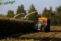 Ensilage de maïs (Vital Laschet & fils)