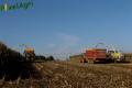 Ensilage de maïs (Vital Laschet & fils)