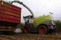 Ensilage de maïs (Ruwet)