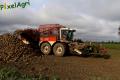 Arrachage de betteraves (Herens)