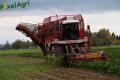Arrachage de betteraves (Herens)