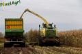 Ensilage de maïs (Schoonbroodt)