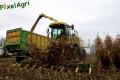 Ensilage de maïs (Schoonbroodt)