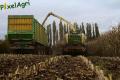 Ensilage de maïs (Schoonbroodt)
