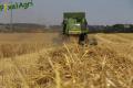 Moisson (Fortemps)