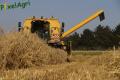 Moisson (Herens)