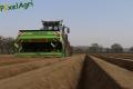 Plantation de PDT (Herens)