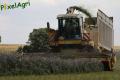 Ensilage de luzerne