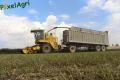 Ensilage de luzerne