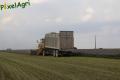 Ensilage de luzerne