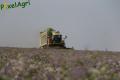 Ensilage de luzerne