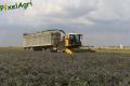 Ensilage de luzerne