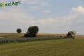 Ensilage de luzerne