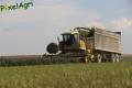 Ensilage de luzerne