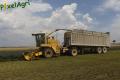 Ensilage de luzerne
