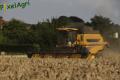Moisson (Esser)