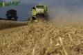Moisson 2014 (Ruwet)